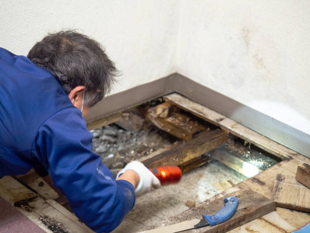 Best Health and Safety Mold Remediation in Mount Vernon, IL