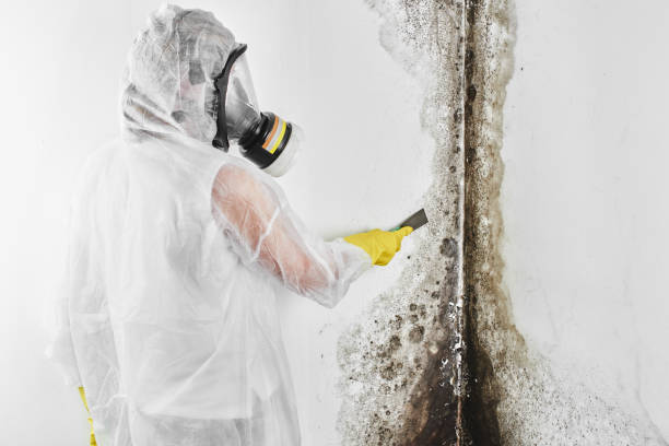 Best Industrial Mold Remediation in Mount Vernon, IL