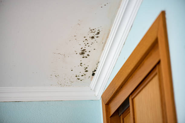 Best Emergency Mold Remediation in Mount Vernon, IL
