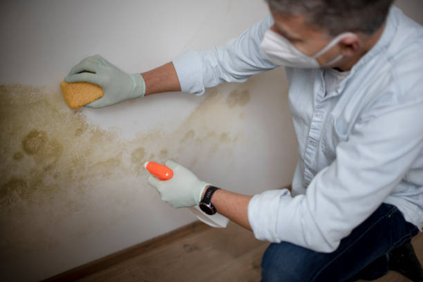 Best Attic Mold Remediation in Mount Vernon, IL