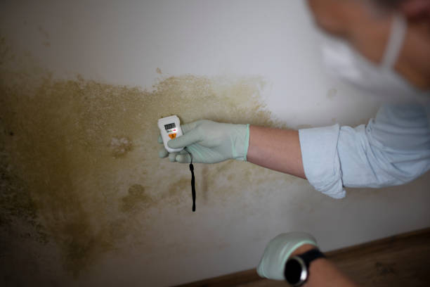 Mount Vernon, IL Mold Remediation Company