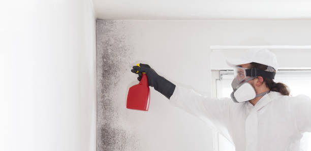 Best White Mold Remediation in Mount Vernon, IL