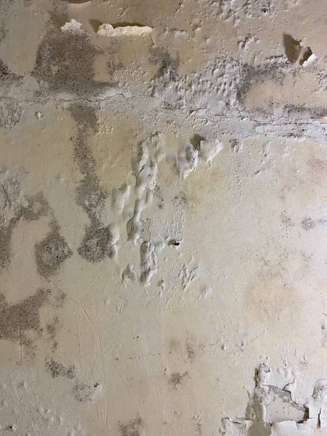 Best Residential Mold Remediation in Mount Vernon, IL