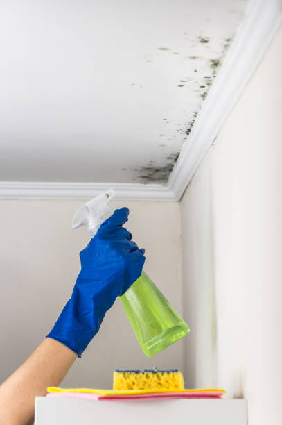 Best Insurance-Related Mold Remediation in Mount Vernon, IL