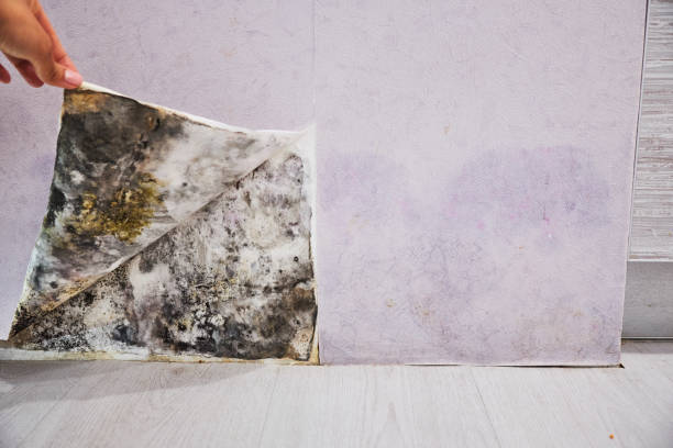  Mount Vernon, IL Mold Removal Pros